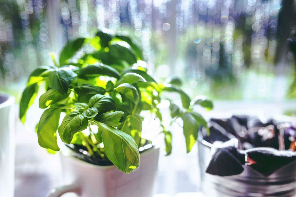 10 Fascinating Basil Facts You Never Knew Sacla